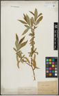 Foto von Salix alba L. x Salix fragilis L.